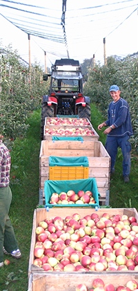 Fuchshof, Lake Constance, Germany - Apple Harvest