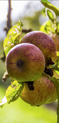 Sanford Orchard apples